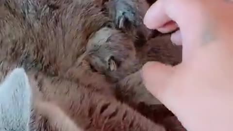 Baby cat