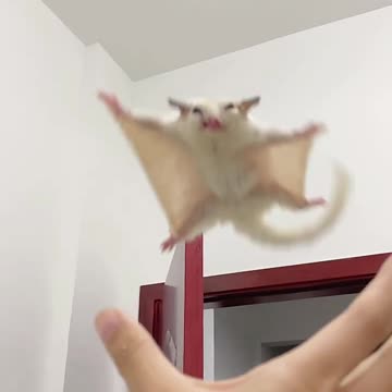 Watch me flying towards you