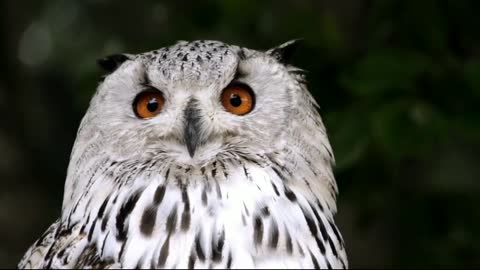 Owl animal Bird nature waw