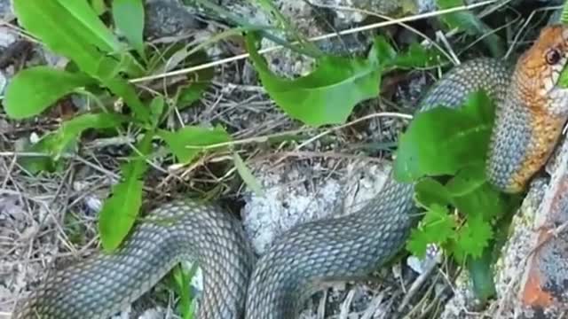 Snake eats gecko😱#wildanimals #snake #gecko #animals