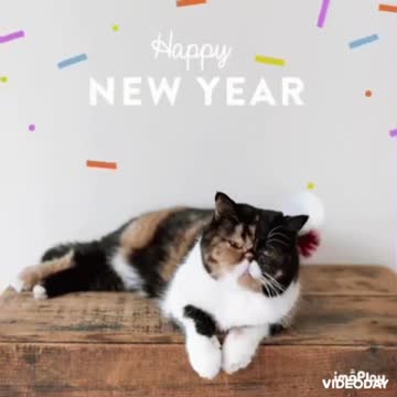 New Year Cat GIF 🐈