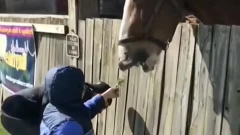 Horse Movie
