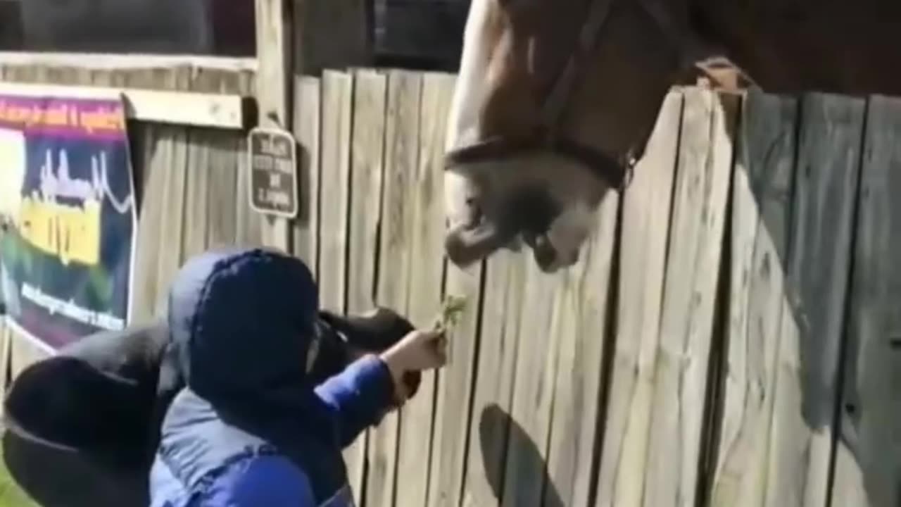 Horse Movie