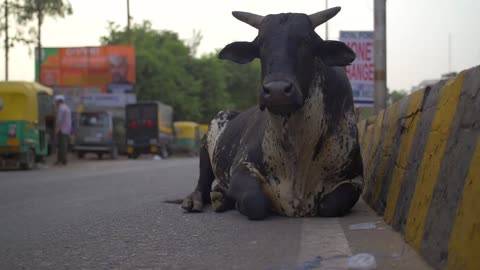 Black Cow Sitting by Indian Roadside