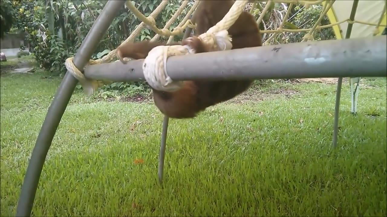 Baby sloths being sloths