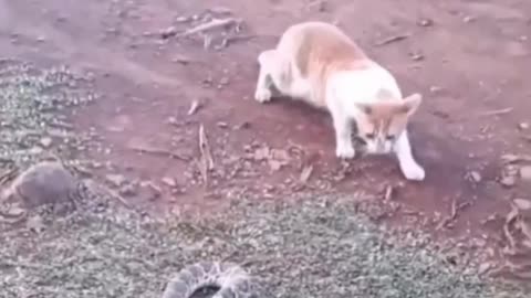 Funny Animals