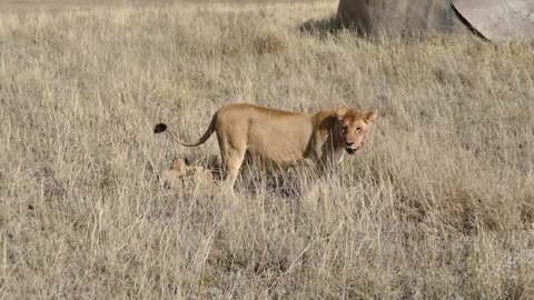 (ORIGINAL AUDIO) ADORABLE! SIX LION CUBS enjoy their first outdoor adventure (1080p 60FPS)