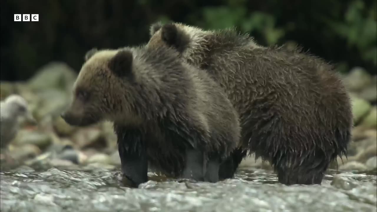 Grizzly Bear Hunts Salmon | How Nature Works | BBC Earth