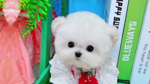 Do you like a cute little puppy like this in seconds?