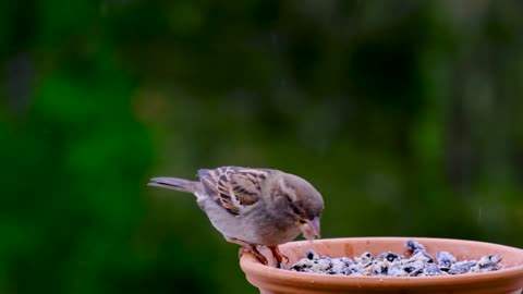 Birds Of The World