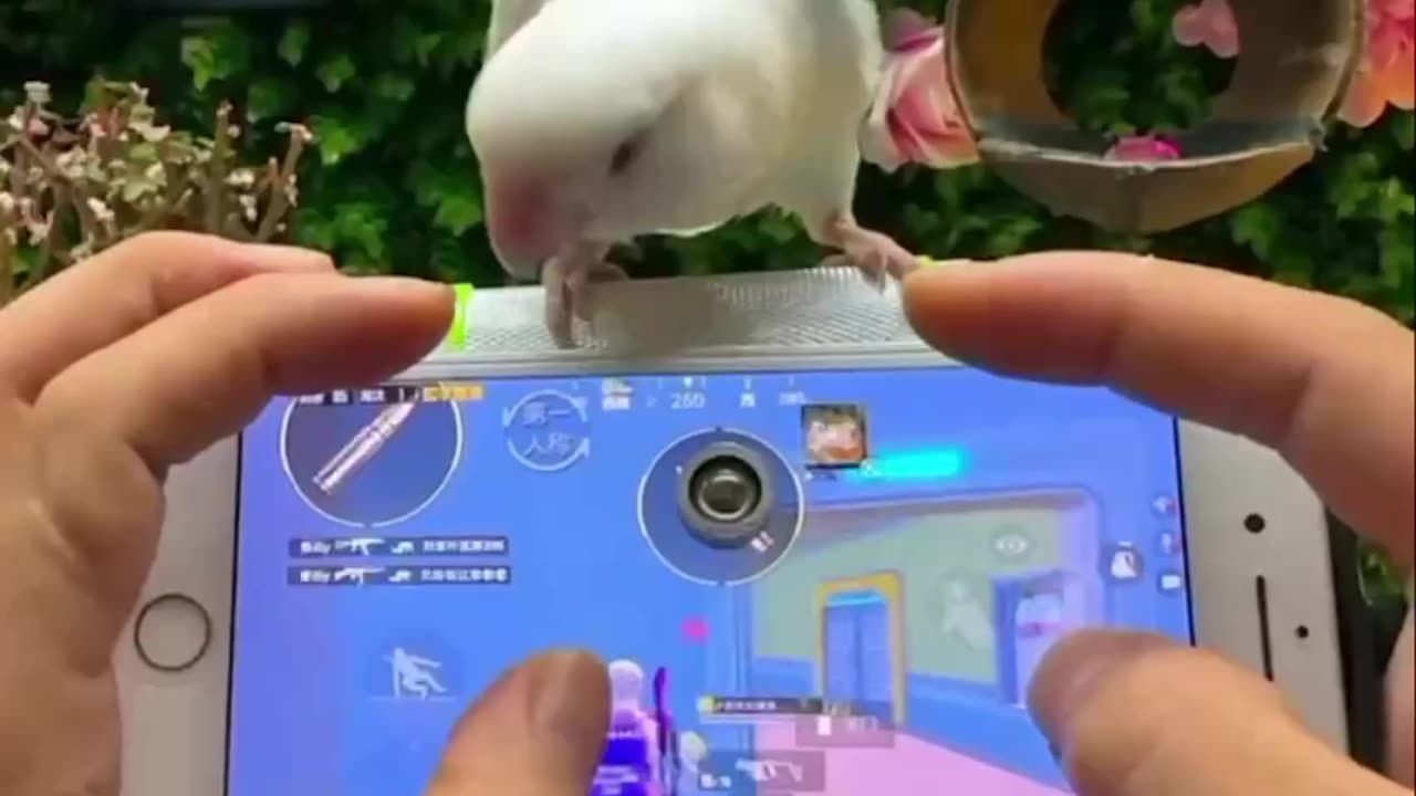 A Chinese Man Taught A Parrot To Shoot For Him In A Game Of Command