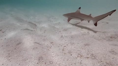 Florida Shark🦈 gets Punched👊 By TIKTOK Woman