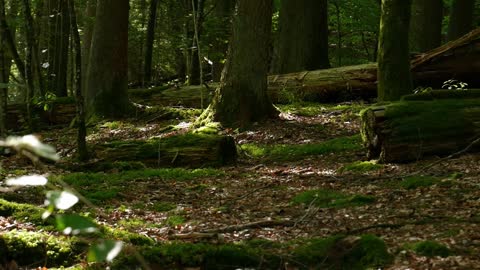 Moss Growing On Uncollected Logs Inside A Forest