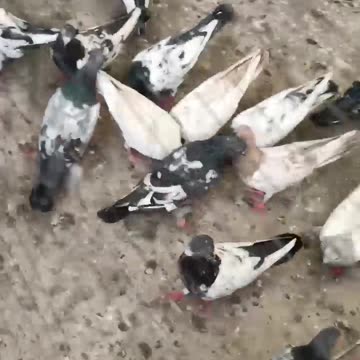 Mix pigeon. for sell