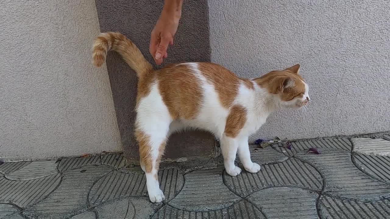 Talkative cat running and meowing at same time is unbelievably cute