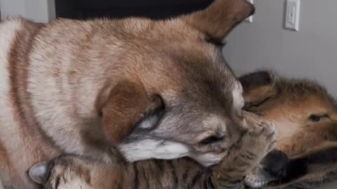 funny dog and cats