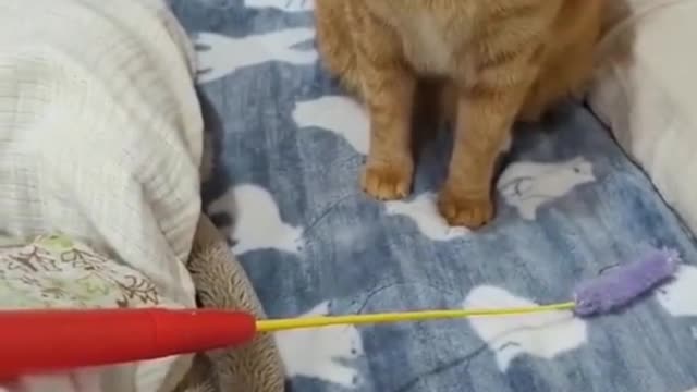 Is Cats Naive Or Stupid ? Pt.1