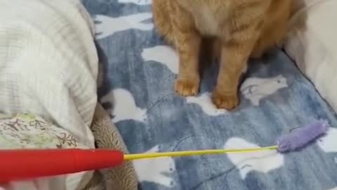 Is Cats Naive Or Stupid ? Pt.1
