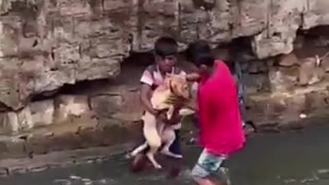 Dog water