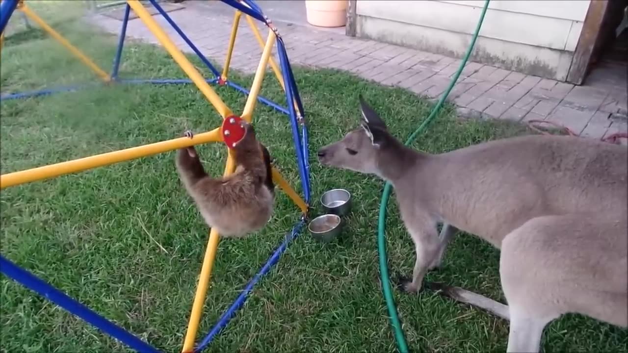 Baby sloths Having Fun