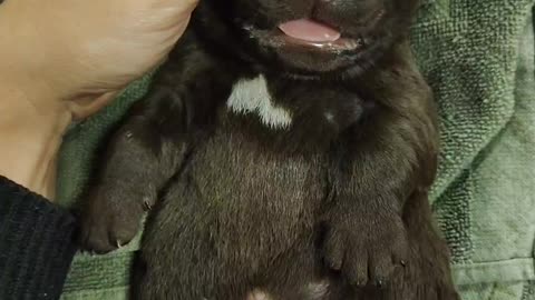 Cute baby labrador