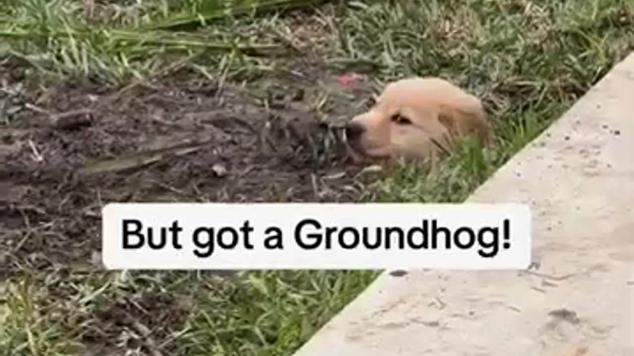 the cutest thing you see today #shorts #animals #pet #dog #cats