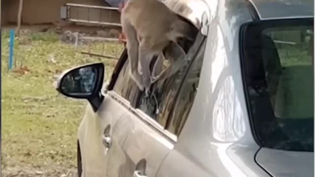 Monkeys try to steal from Car