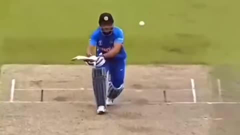 Cricket lover