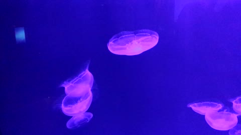 Jellyfish Light