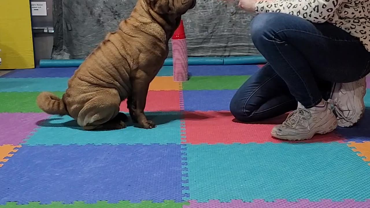 Aurora's March 2023 Spell-it "SHAMROCK"