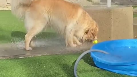 Maui is the most wet doggo in the park 💦