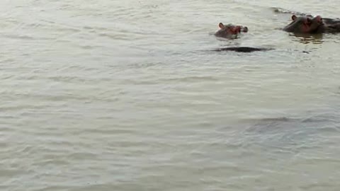 Hippos playing