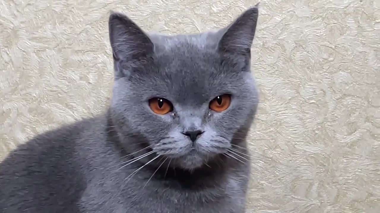 A Cat's Eyes Will Tell You Everything About Her