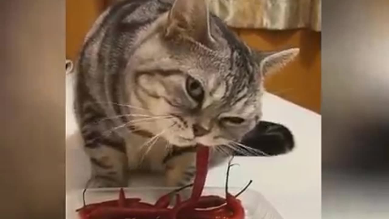 Cat lover only || Cat Fun