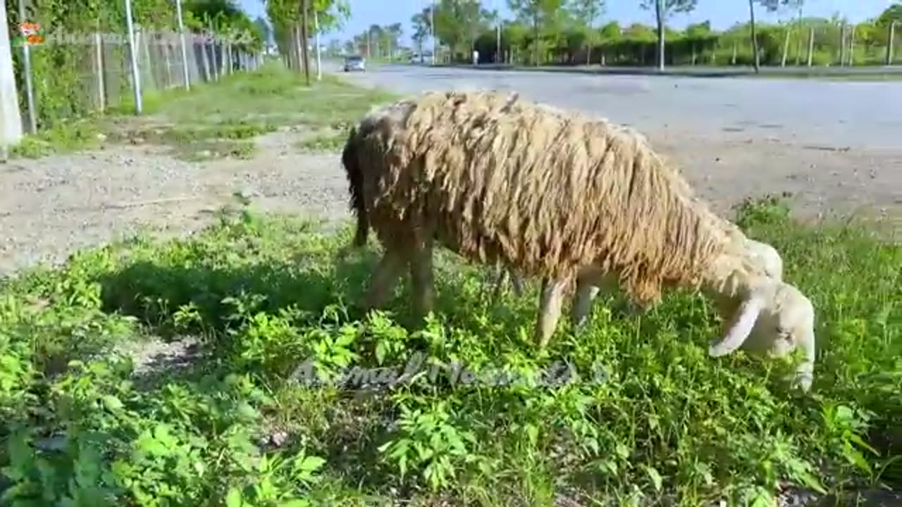 Animal video 🐈🐅🐆