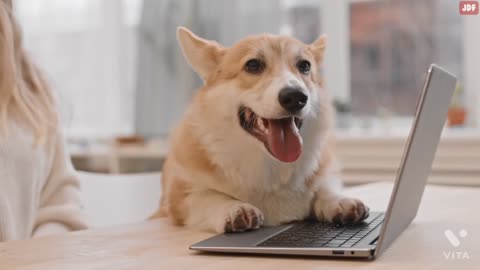 10 interesting dog behaviors finally explained