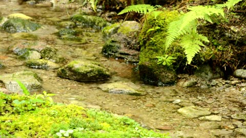 Nature Sounds - A Small Babbling Brook