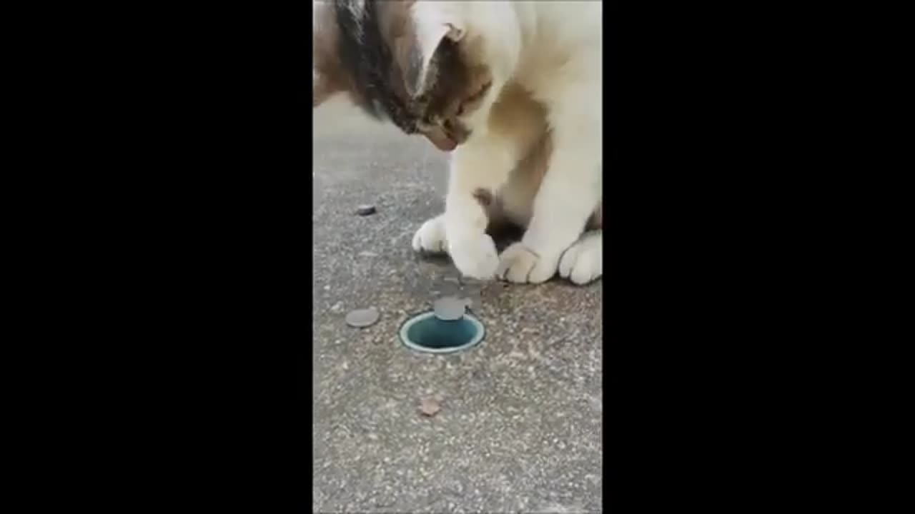 Funny animals - Funny cats / dogs - Funny animal videos 2023