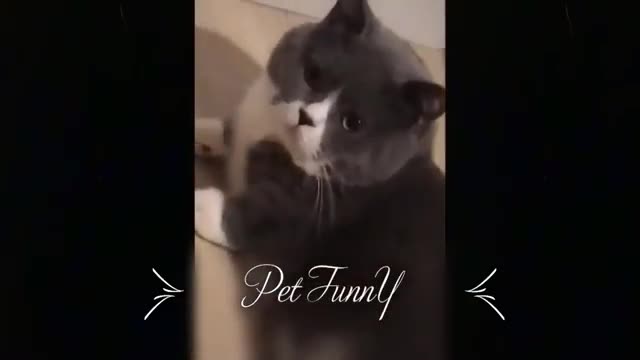 🐶🐱 Funny Cat, Rabbit And Dog Videos Try Not To Laugh 🤣Compilation #10