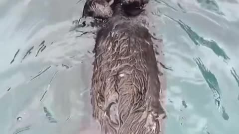 we are pets