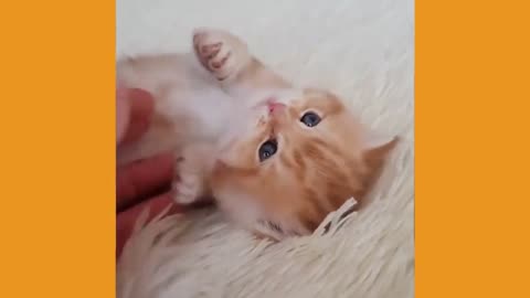 Cute Pets Doing Funny Things