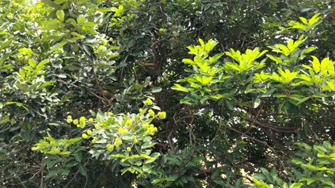 Rambutan Tree and It's Fruit