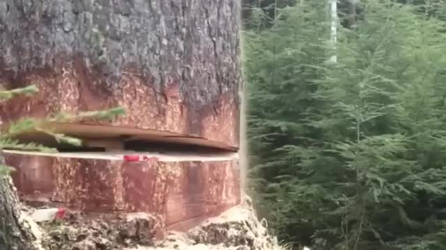 READ THE DESCRIPTION!!!!!!Just out doing my job in 2012 #faller#arborist#vanisle #dangerous#faller