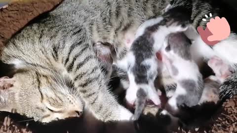 Nina giving birth of 4 kittens pre mature