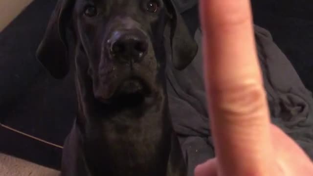 Great Dane gets sweet revenge after getting booped