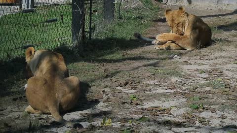 Zoo Animals Nature Lions