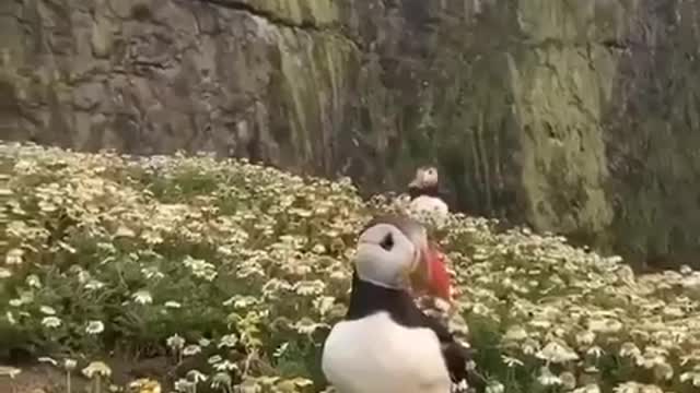 Puffins are brilliant swimmers!