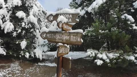 Un refugio ucraniano acoge a osos rescatados de las zonas del frente