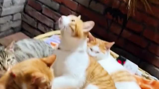 Super cute family❤️