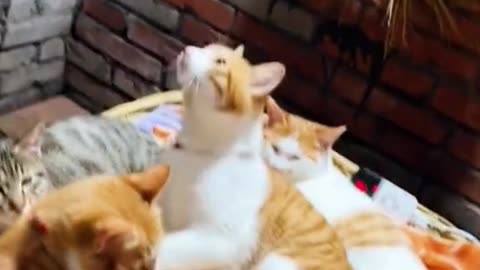 Super cute family❤️